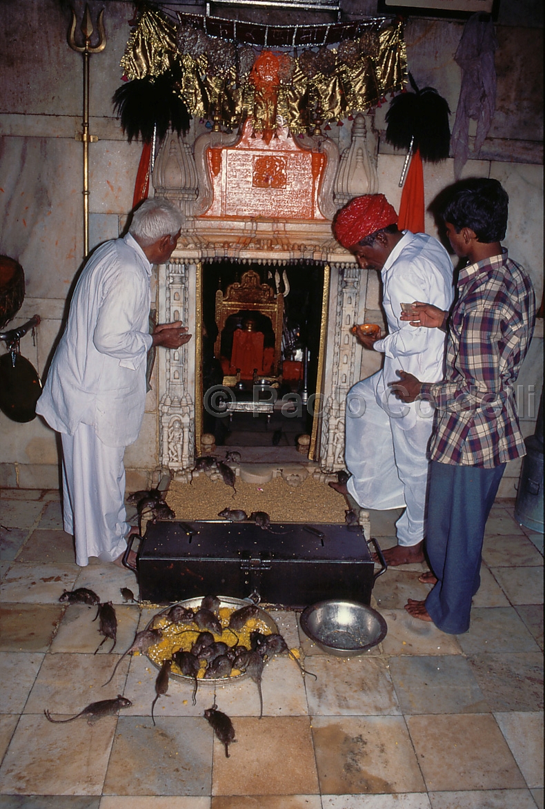 Karni Mata (Rat) Temple, Bikaner, Rajasthan, India
 (cod:India 25)